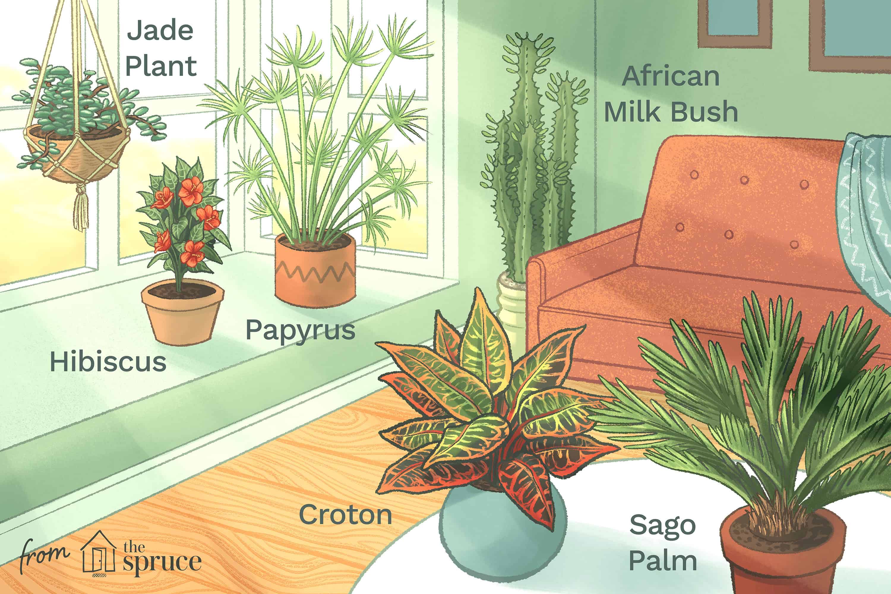How To Decide How Much Sunlight Your Houseplants Need