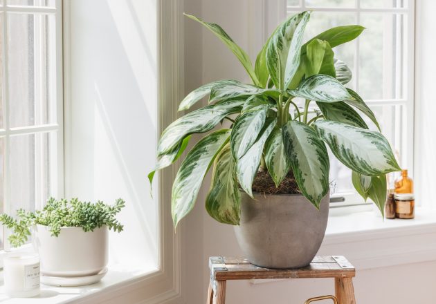 How To Decide How Much Sunlight Your Houseplants Need
