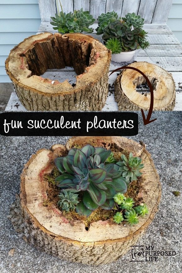 15 Super Cool DIY Succulent Ideas For Your Garden