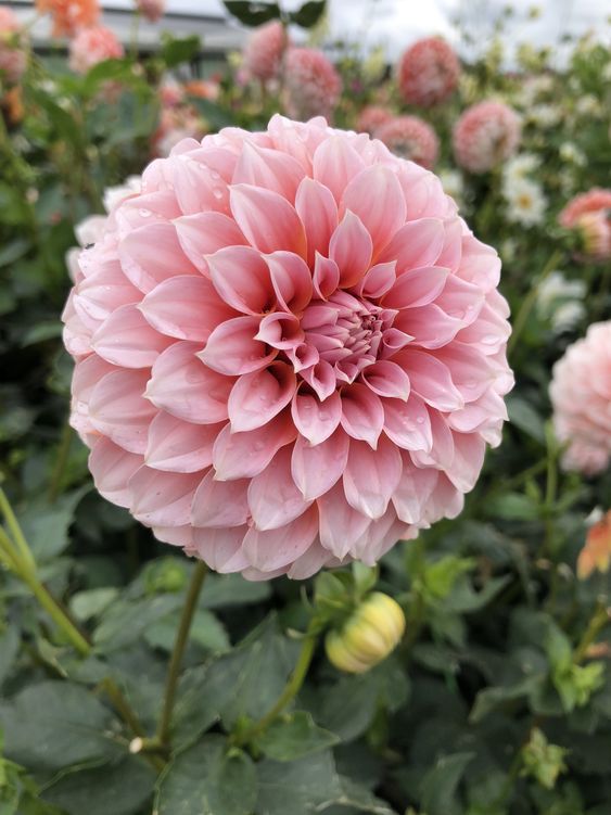 Summer's Most Wanted Flower - Dahlia - with Care Guide