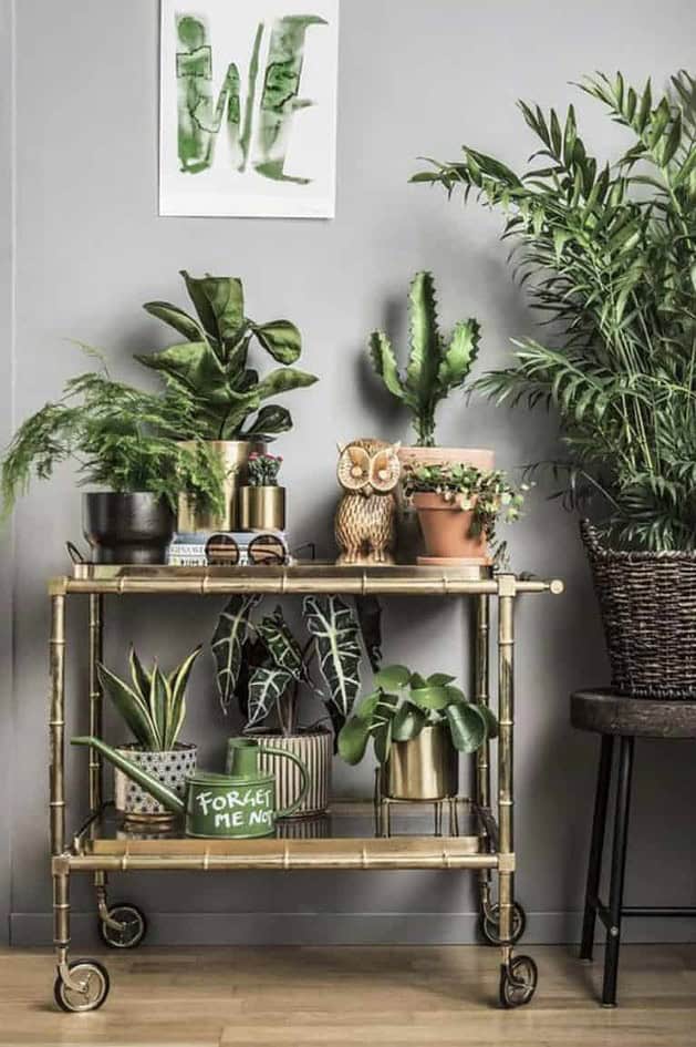 Green Plants And Vintage Furniture
