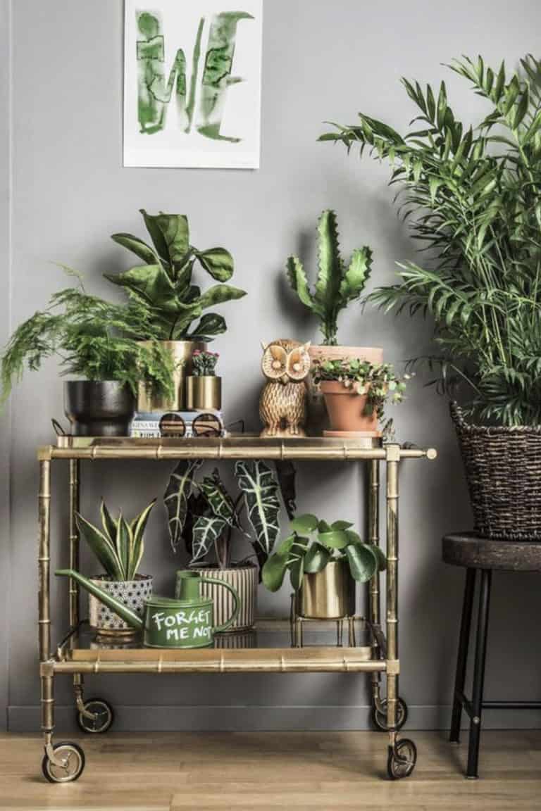 Green Plants And Vintage Furniture Green Plants And Vintage Furniture