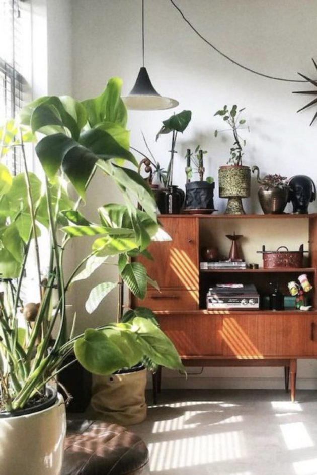 Green Plants And Vintage Furniture