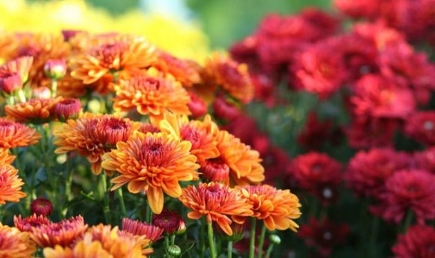 Autumn Plants To Make The Garden From Home Even More Beautiful