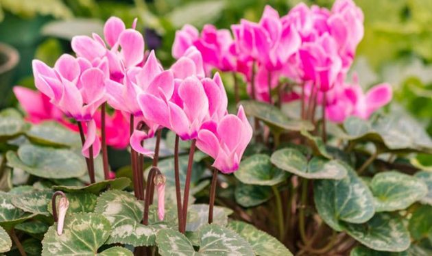 Autumn Plants To Make The Garden From Home Even More Beautiful