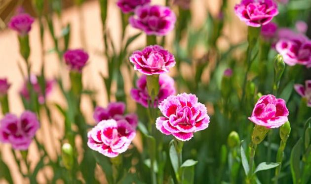 Autumn Plants To Make The Garden From Home Even More Beautiful