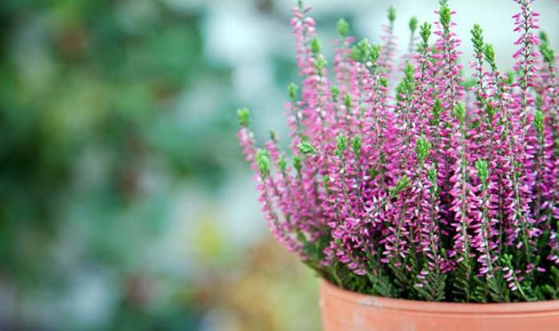 Autumn Plants To Make The Garden From Home Even More Beautiful