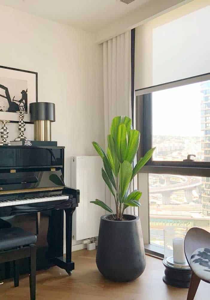 How To Take Care Of Fan Palm Tree How To Take Care Of Fan Palm Tree