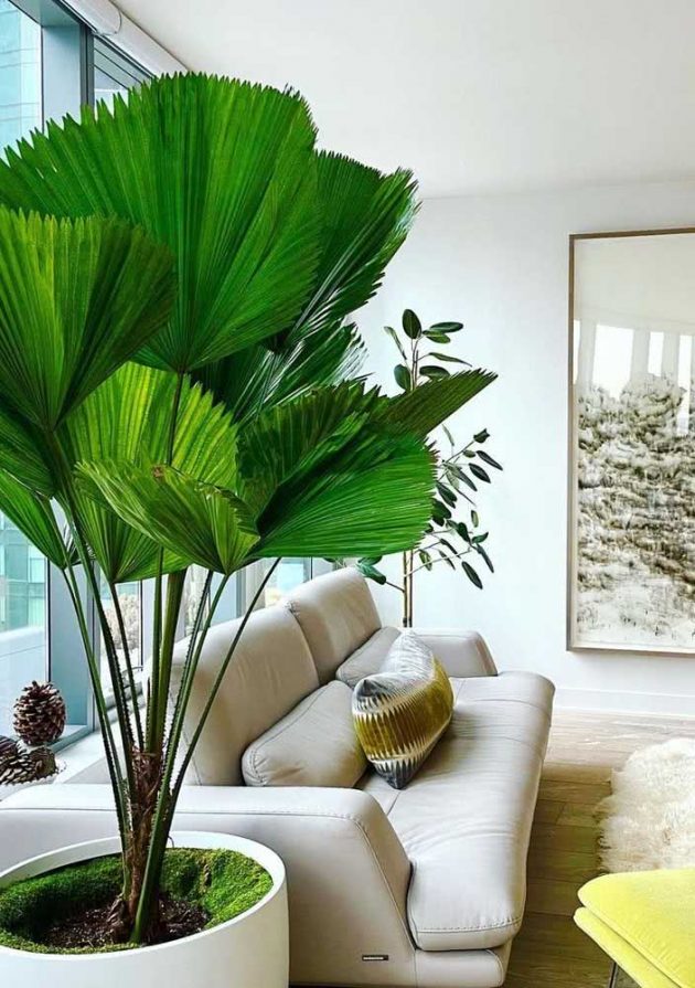 How To Take Care Of Fan Palm Tree