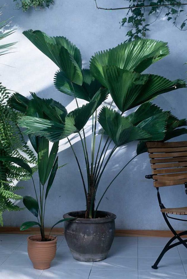 How To Take Care Of Fan Palm Tree