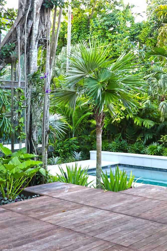 How To Take Care Of Fan Palm Tree How To Take Care Of Fan Palm Tree
