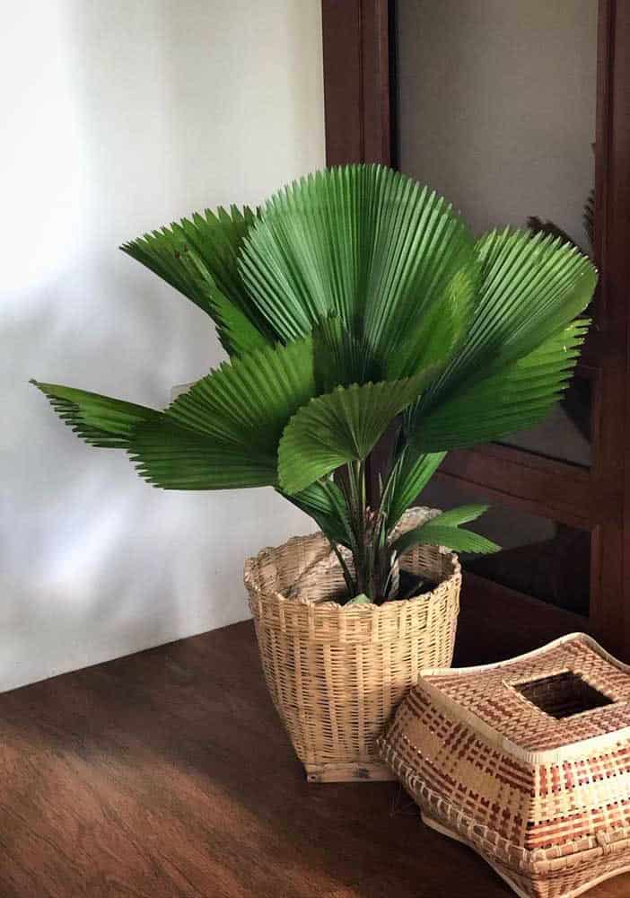 How To Take Care Of Fan Palm Tree How To Take Care Of Fan Palm Tree