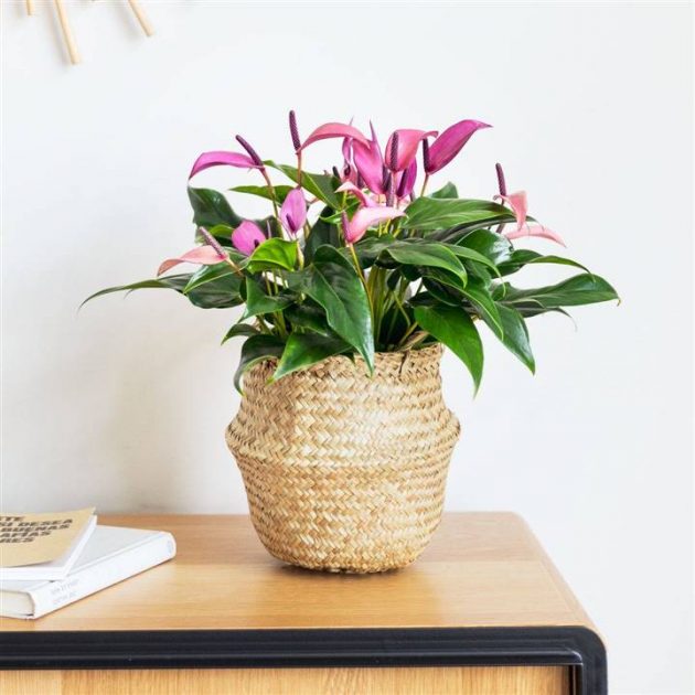 The Perfect Plants To Decorate The Hall Without Having Natural Light