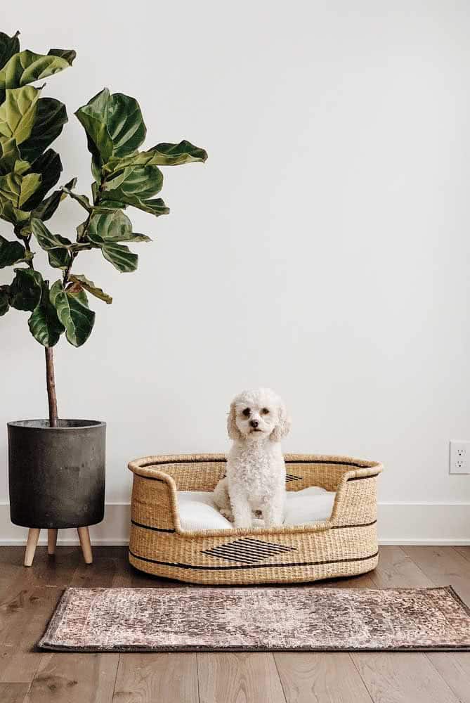 How To Choose The Ideal Dog Bed How To Choose The Ideal Dog Bed