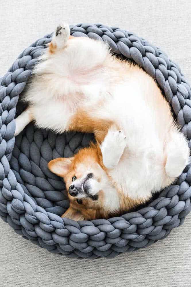 How To Choose The Ideal Dog Bed How To Choose The Ideal Dog Bed