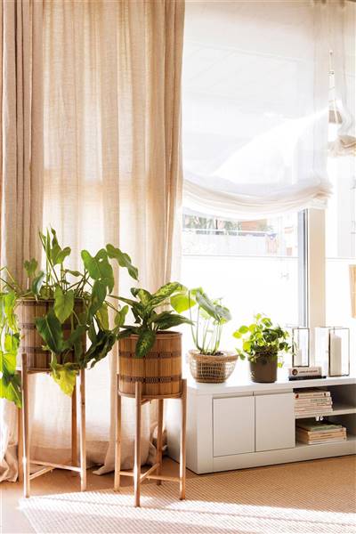 The Indoor Plants You Should Have At Home In The Following Year