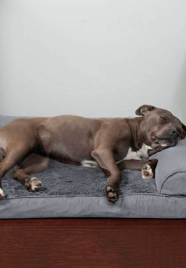 How To Choose The Ideal Dog Bed