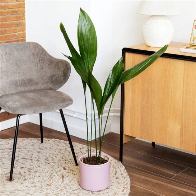 The Perfect Plants To Decorate The Hall Without Having Natural Light