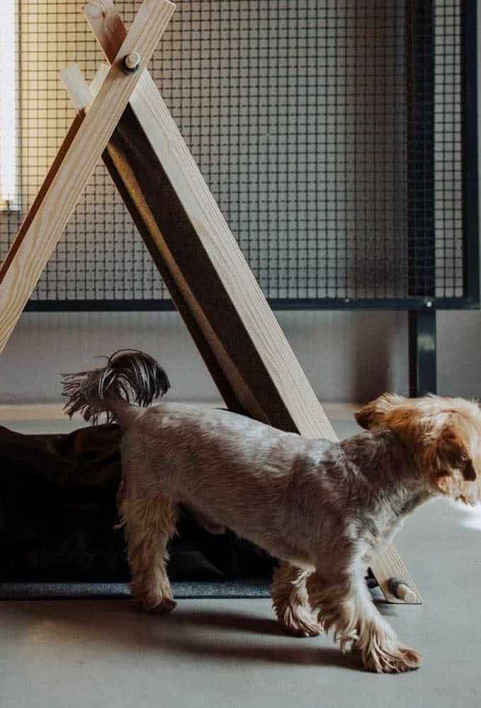 How To Choose The Ideal Dog Bed How To Choose The Ideal Dog Bed