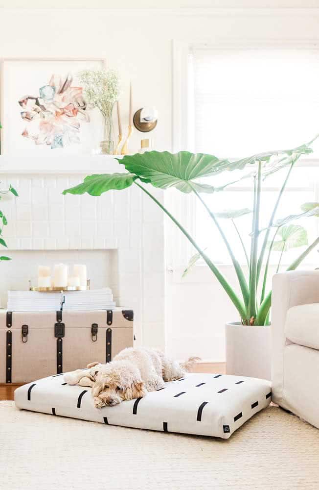 How To Choose The Ideal Dog Bed How To Choose The Ideal Dog Bed