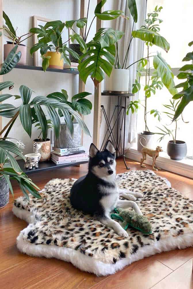 How To Choose The Ideal Dog Bed How To Choose The Ideal Dog Bed