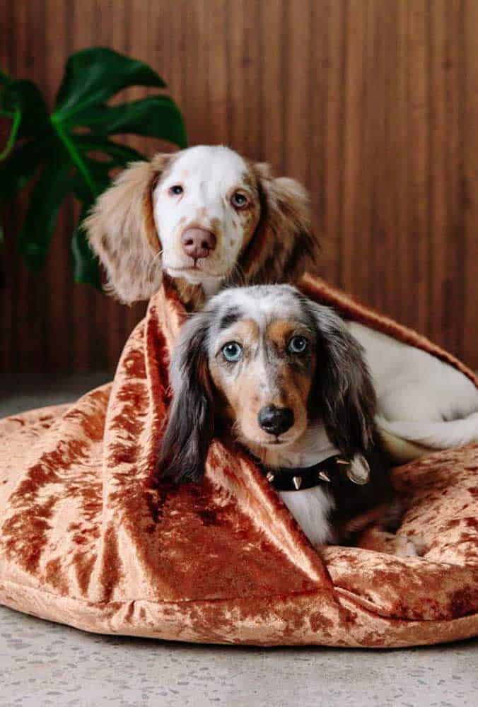 How To Choose The Ideal Dog Bed How To Choose The Ideal Dog Bed