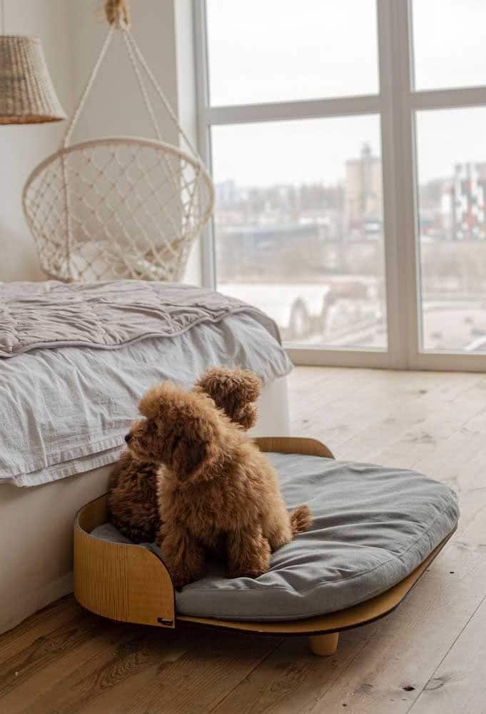 How To Choose The Ideal Dog Bed How To Choose The Ideal Dog Bed