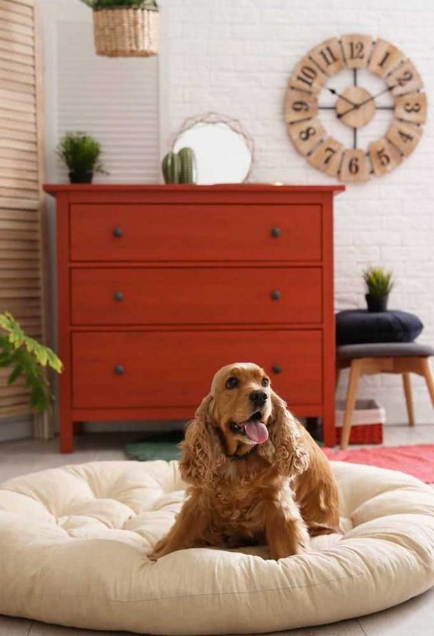 How To Choose The Ideal Dog Bed