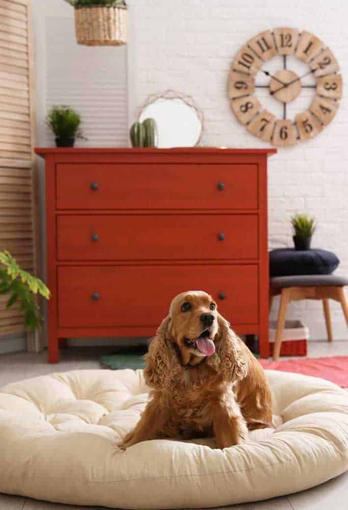 How To Choose The Ideal Dog Bed How To Choose The Ideal Dog Bed