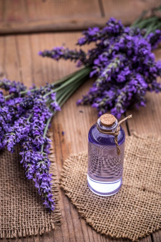 How To Care For Lavender - The Aromatic Plant With Calming and Stress-reducing Properties