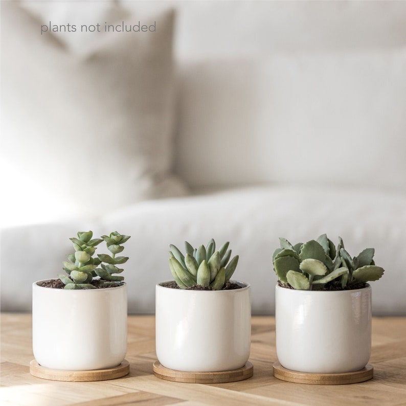 18 Minimalist Succulent Pot Designs For A Modern Touch