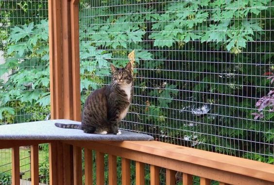 Types Of Cat Protection Screen And Screen Care