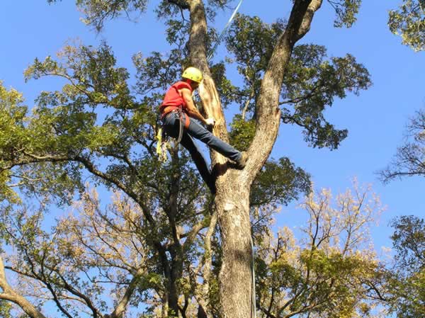 Top Amazing Things You Should Keep in Mind When Hiring a Tree Service Company