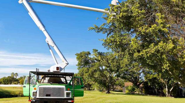 Top Amazing Things You Should Keep in Mind When Hiring a Tree Service Company