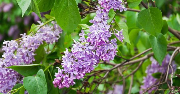 Wonderful Atmosphere On The Terrace Or Patio With Fragrant Plants