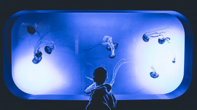 How to Incorporate Aquariums into Your Next Home Renovation