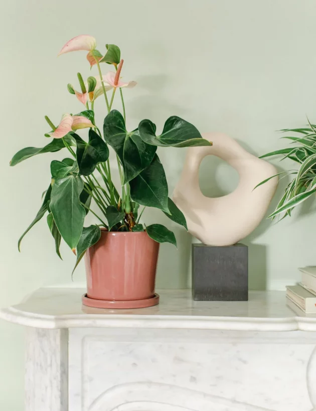 Cachepots To Enhance Your Place