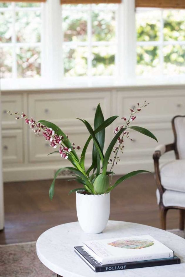 How To Take Care Of Chocolate Orchid?
