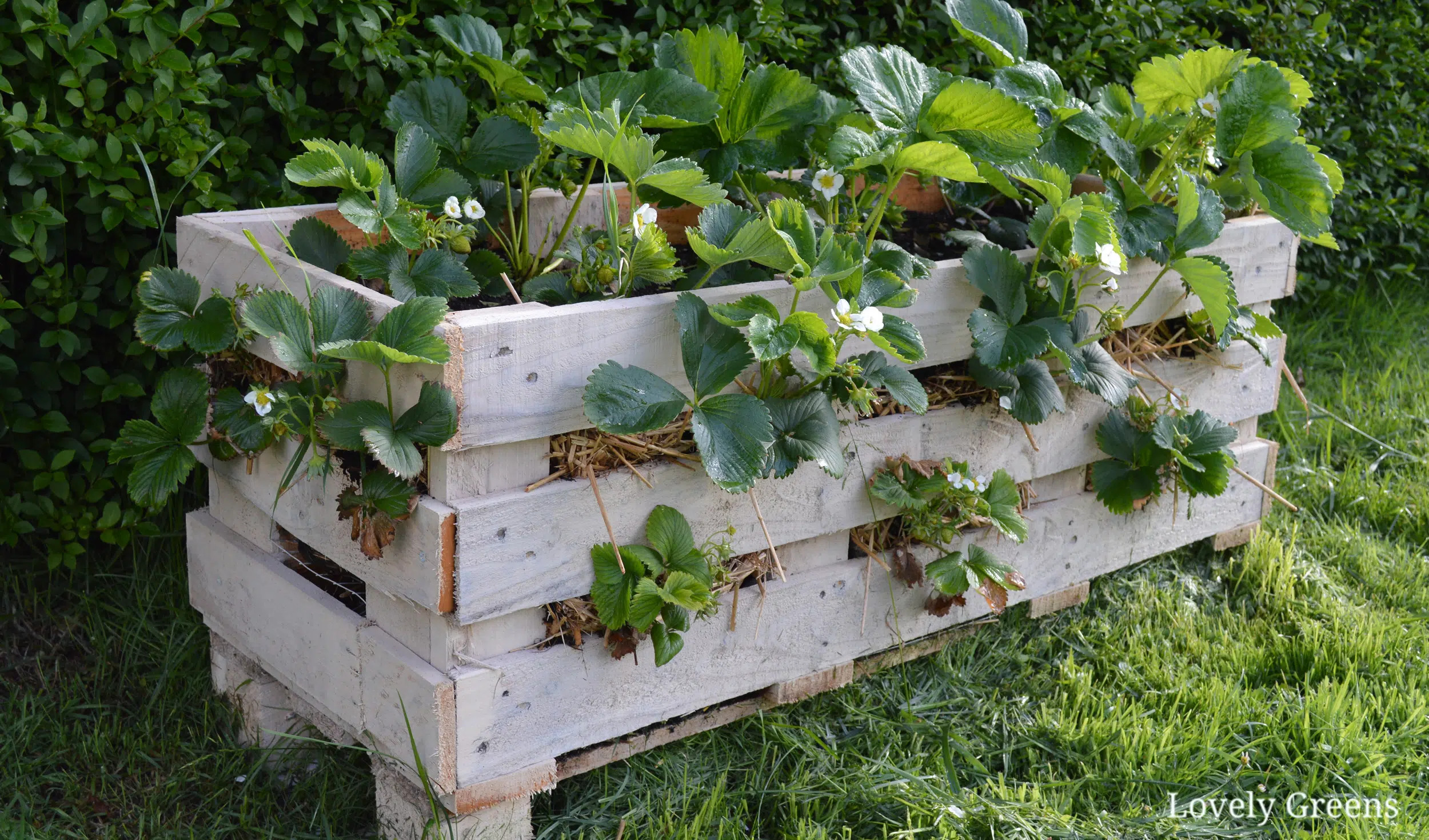 15 ideas de plantas de fresas de bricolaje para cultivar tus delicias frescas de verano