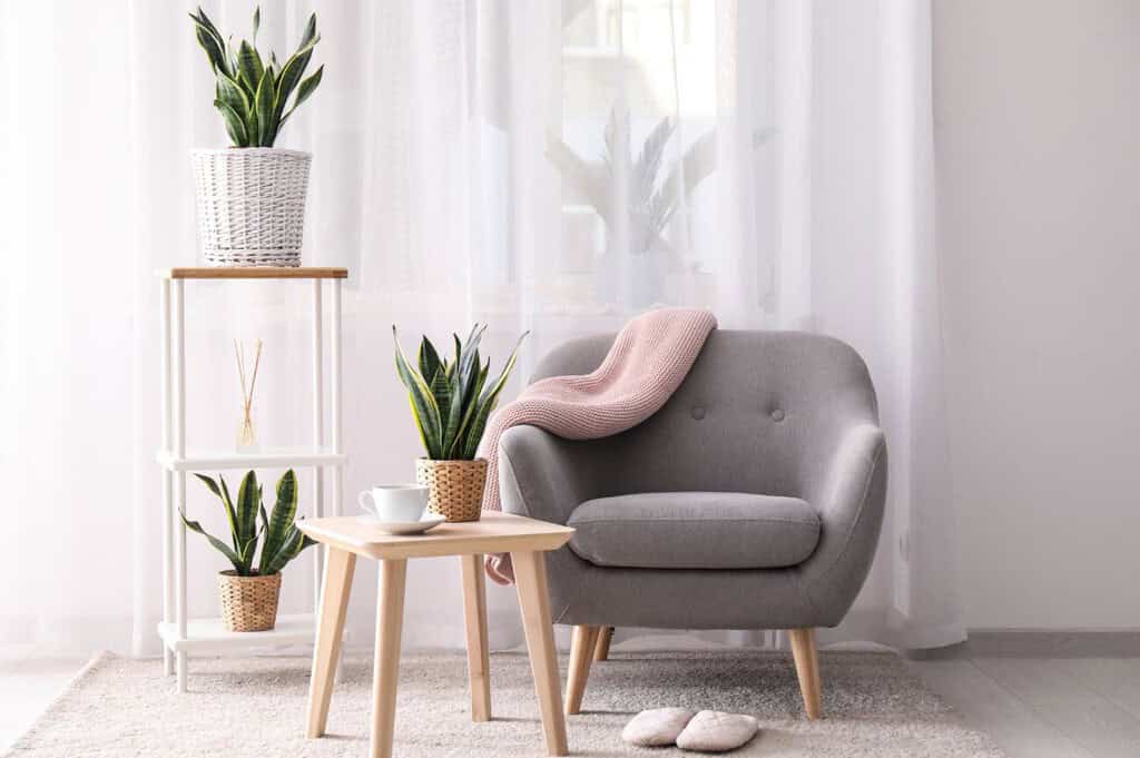 The indoor plants that are the most natural and economical way to lower the temperature at home