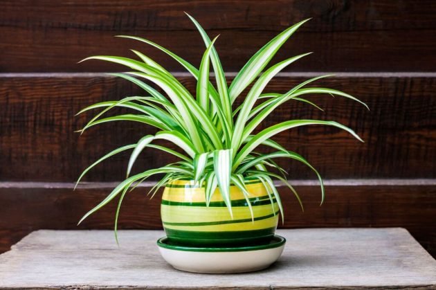 The indoor plants that are the most natural and economical way to lower the temperature at home