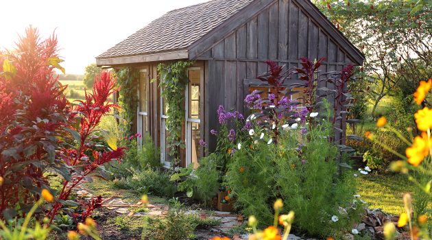A Rustic little wooden cottage style garden shed is surrounded by beautiful, colorful summer flowers.