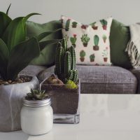 How Well Arranged Plants Can Refresh Your Living Area