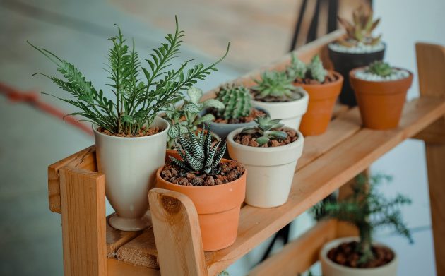How Well Arranged Plants Can Refresh Your Living Area