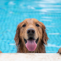 8 Pool Maintenance Tips for Dog Owners