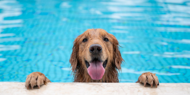 8 Pool Maintenance Tips for Dog Owners