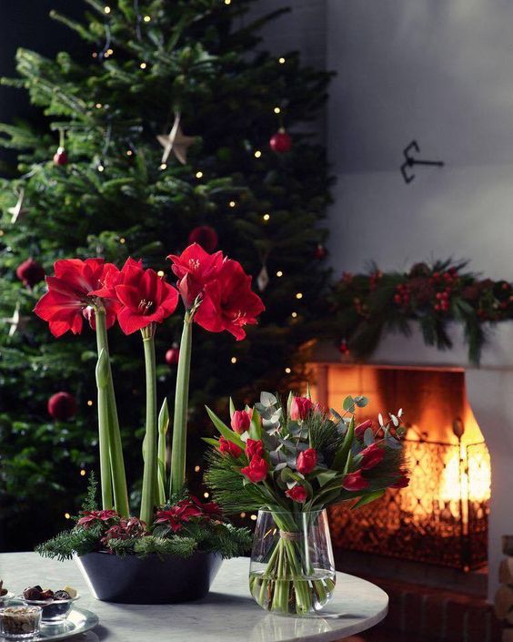 Winter Flowers and Plants to Beautify Your Home Decor