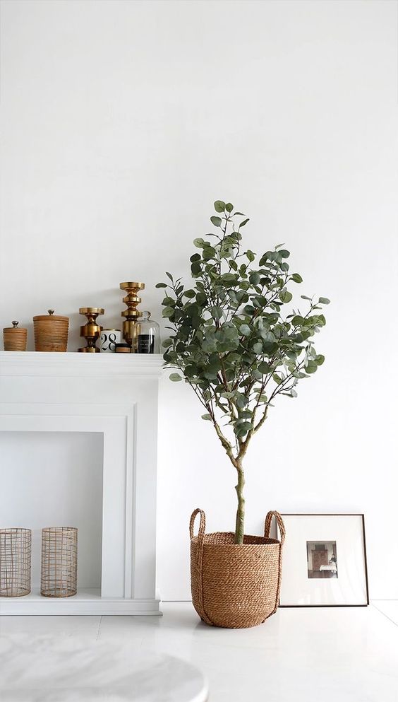 Add a Pop of Green with Eucalyptus in Your Home Decor