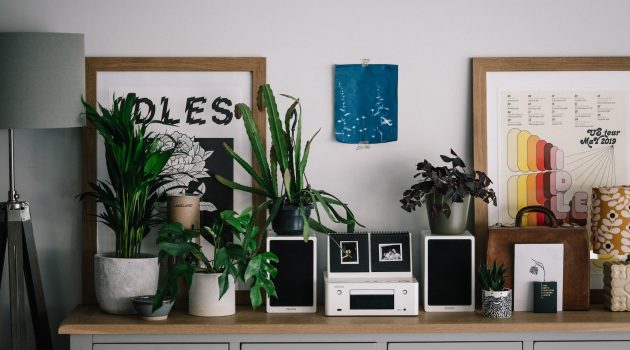 A Plant for each Room of The House – a Guide on How to Make Your Home Greener