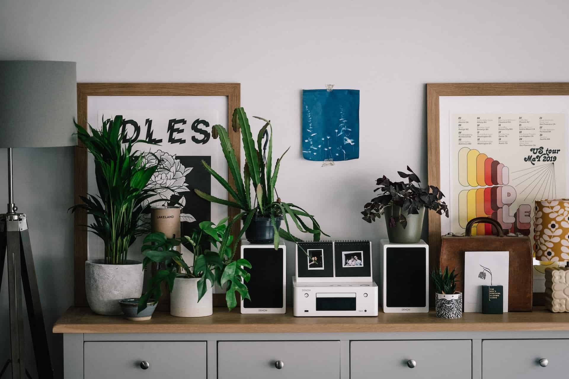 A Plant for each Room of The House – a Guide on How to Make Your Home Greener